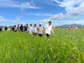 Komisi IV DPR RI Dorong Nasionalisasi Sawah Pokok Murah untuk Dukung Ketahanan Pangan