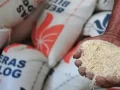Penyerapan Anggaran Ketahanan Pangan Baru 50,9 Persen, Pemerintah Jan