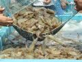 DPR Desak Pemerintah Ungkap Risiko Udang RI Terpapar Radioaktif Cs-137, Minta Distribusi Domestik Diawasi