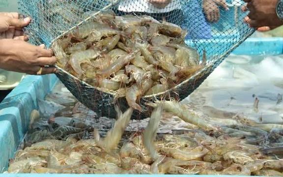DPR Desak Pemerintah Ungkap Risiko Udang RI Terpapar Radioaktif Cs-137, Minta Distribusi Domestik Diawasi