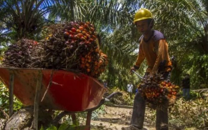 Grafik peningkatan volume dan nilai ekspor CPO Indonesia periode Januari-Februari 2026 yang mencatatkan pertumbuhan positif.